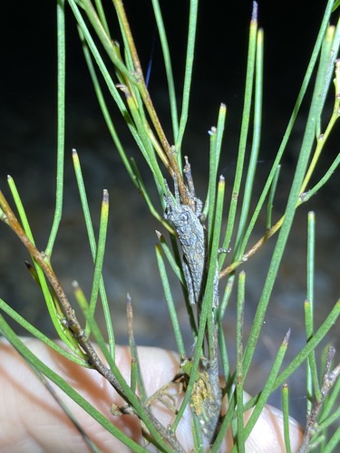 Image of Acacia juncifolia by (c) Greg Tasney, some rights reserved (CC BY-SA)