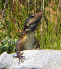 Pseudocordylus microlepidotus microlepidotus