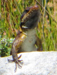 Pseudocordylus microlepidotus microlepidotus