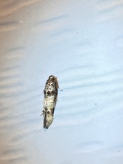 Walshia miscecolorella