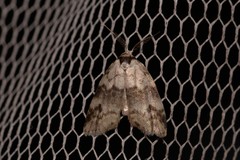 Thallarcha leptographa