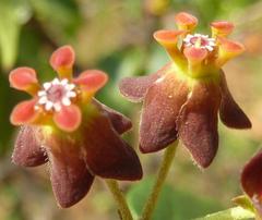 Pentarrhinum insipidum