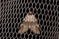 Thallarcha leptographa