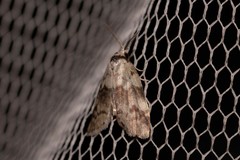 Thallarcha leptographa