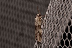 Thallarcha leptographa