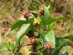 Pentarrhinum insipidum