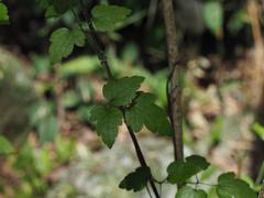 Clematis leschenaultiana