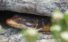 Pseudocordylus microlepidotus microlepidotus