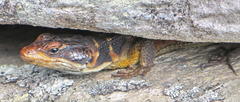 Pseudocordylus microlepidotus microlepidotus