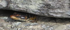 Pseudocordylus microlepidotus microlepidotus