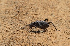 Acanthoplus discoidalis