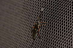 Xanthocryptus novozealandicus
