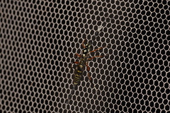 Xanthocryptus novozealandicus