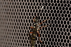 Xanthocryptus novozealandicus