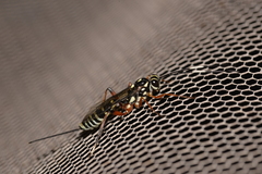 Xanthocryptus novozealandicus