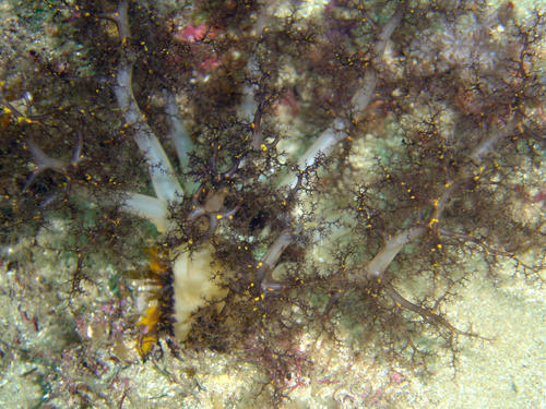 Massinium maculosum