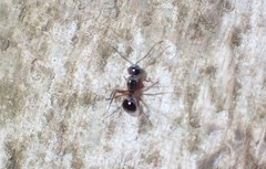 Polyrhachis rastellata