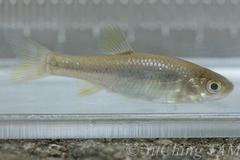 Aphyocypris normalis