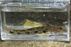 Glossogobius giuris
