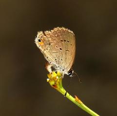 Eicochrysops messapus messapus