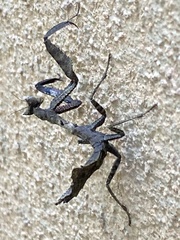 Acanthopidae