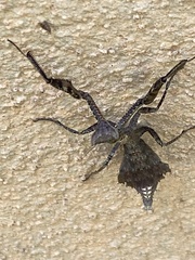 Acanthopidae