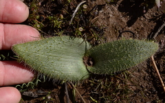 Lachenalia comptonii