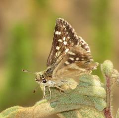 Ernsta sataspes