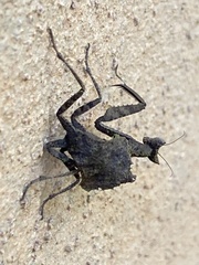 Acanthopidae