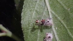 Theridion varians