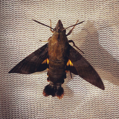 Macroglossum corythus