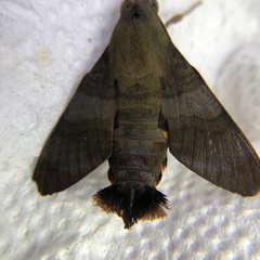 Macroglossum corythus