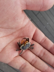 Tubuca coarctata