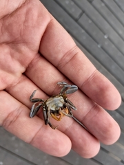 Tubuca coarctata
