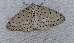 Antipercnia belluaria