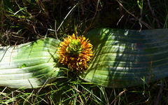 Daubenya marginata