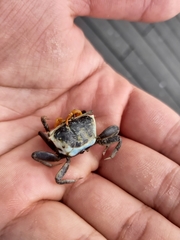 Tubuca coarctata