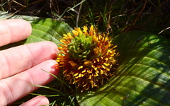 Daubenya marginata