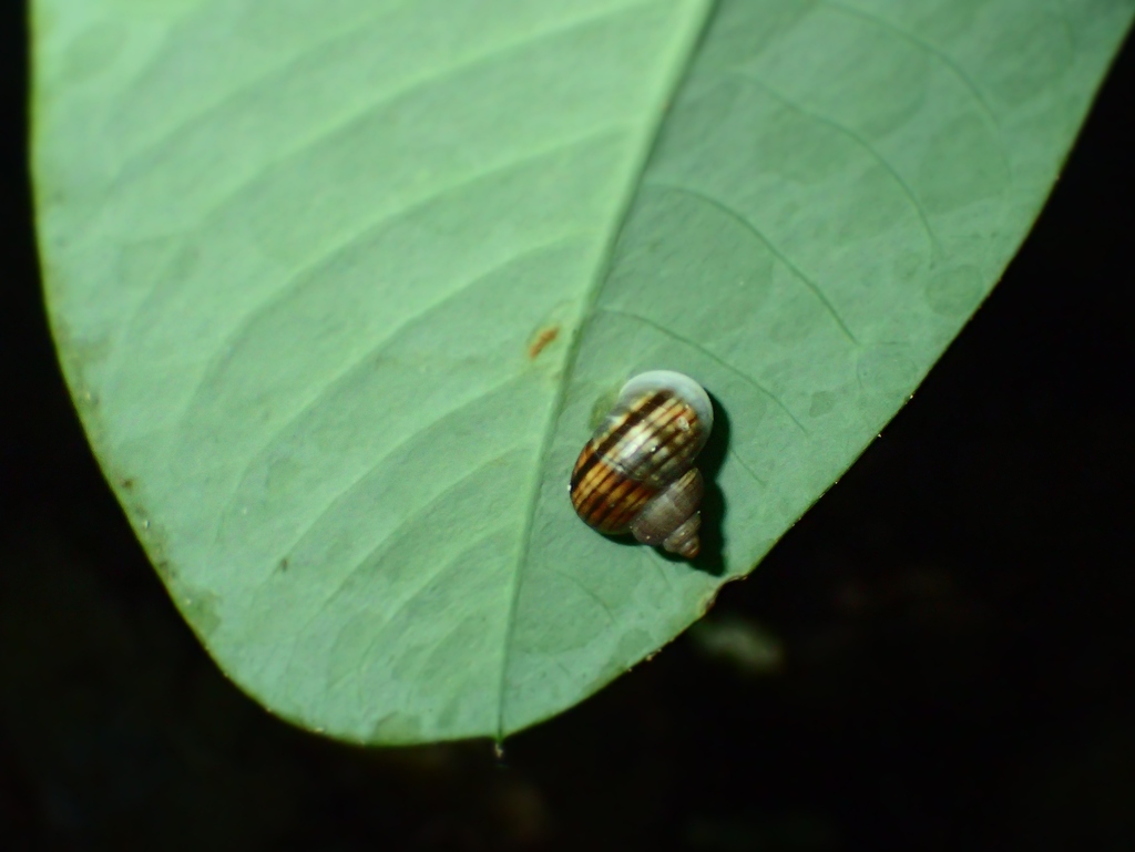 Tropidophora lineata