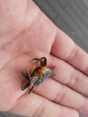 Tubuca coarctata