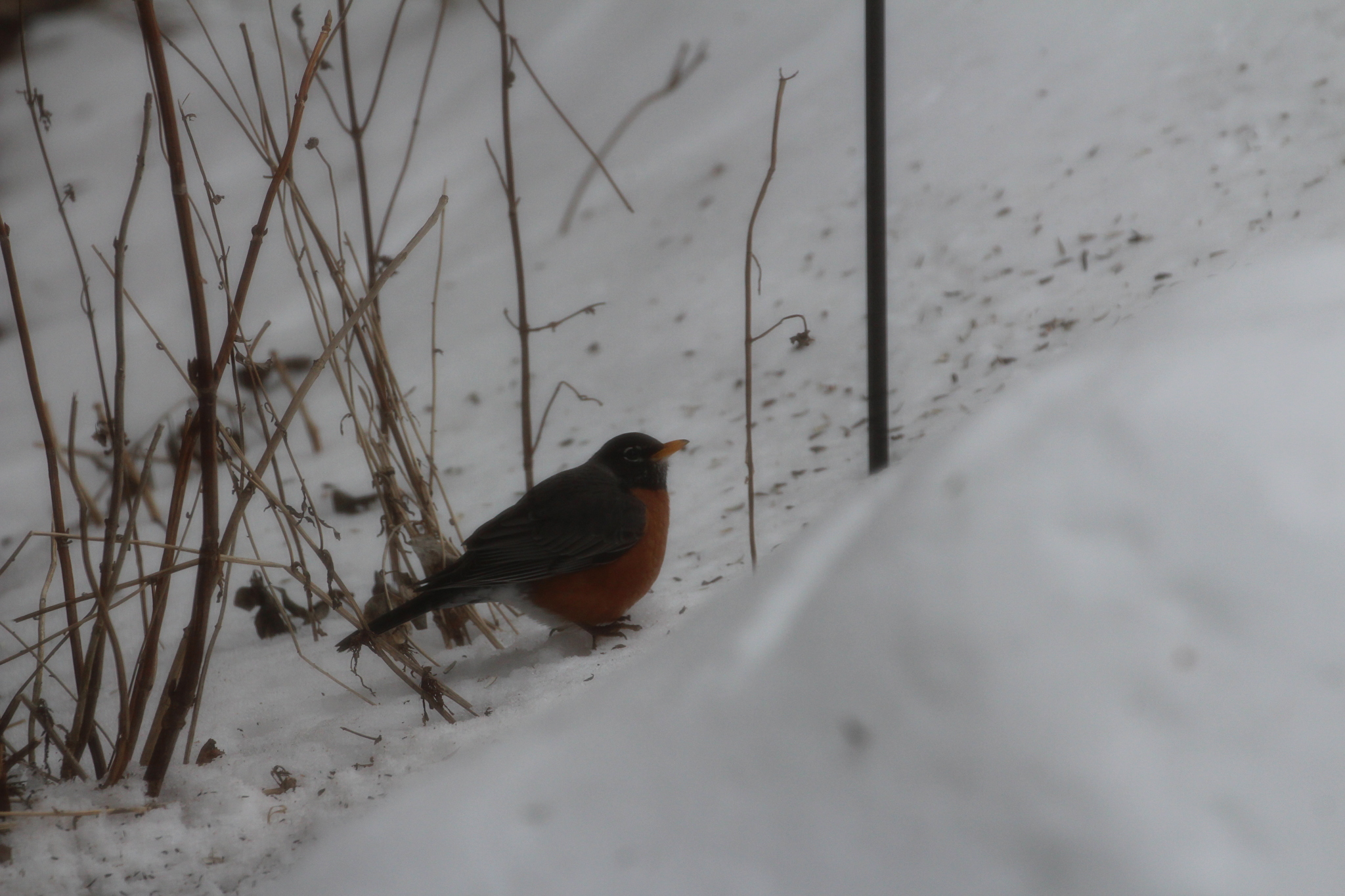 American Robin