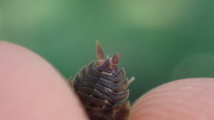 Porcellio scaber