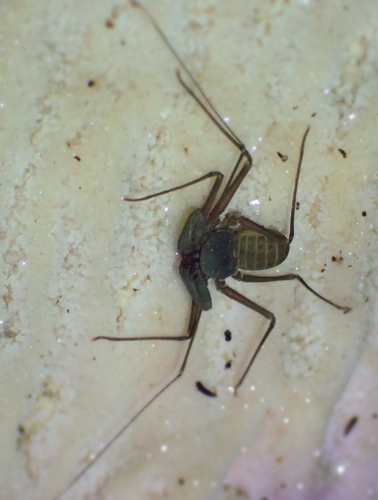 Charinus madagascariensis