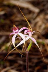 Caladenia × suffusa
