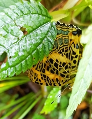 Symbrenthia niphanda