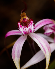 Caladenia × suffusa