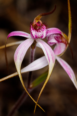 Caladenia × suffusa