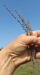 Veronica arvensis