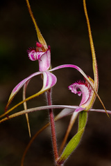Caladenia × suffusa