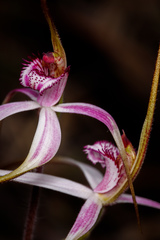 Caladenia × suffusa